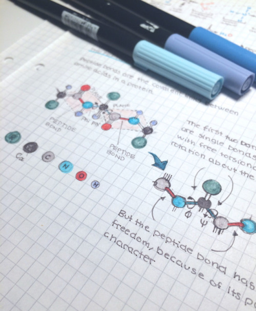 Notes on protein structure! It took some time but I enjoyed making them.