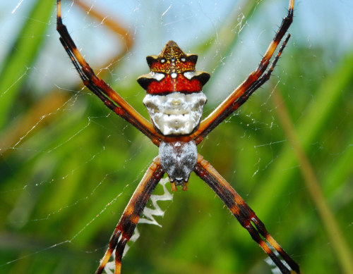 Silver argiope (Argiope argentata) in the Pampas of BoliviaArthur Anker