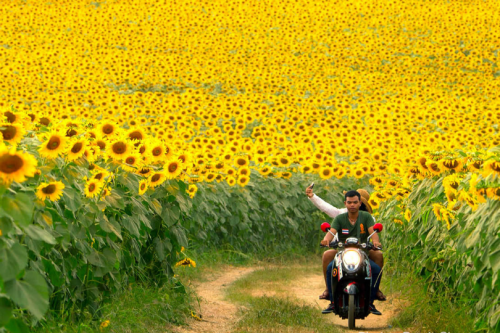 tulipnight:Sunflowers fields in Thailand by  Prasit Chansareekorn