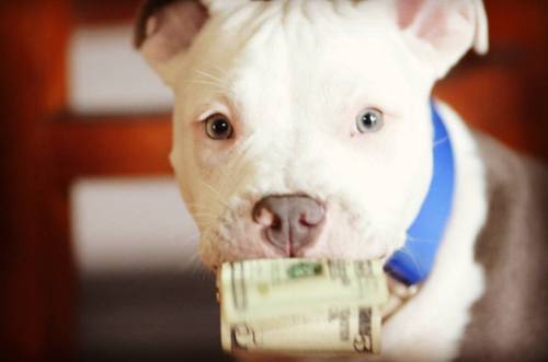 Don’t drop #money around him Lol he loves it #hahaha #babyblu #puppiesofinstagram pc:@pariah10