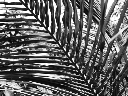 Palmtree Studies I – The Gambia – April 2019