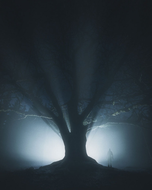 archatlas:   Shapes of Nature Trees surround us with their beauty in this set of photographs captured by Mikko Lagerstedt  in Finland.   