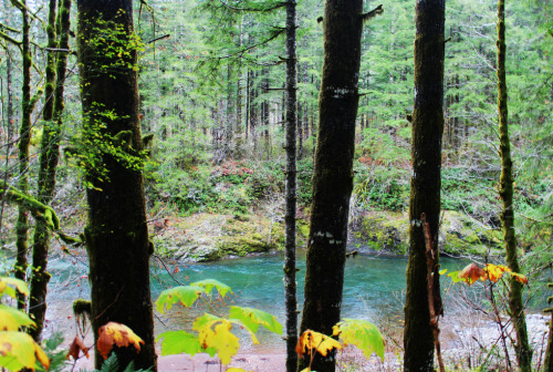 bright-witch:◈ Pacific Northwest photography by Michelle N.W. ◈ ◈ Print Shop ◈ Blog ◈ Flickr ◈ ◈ Ple
