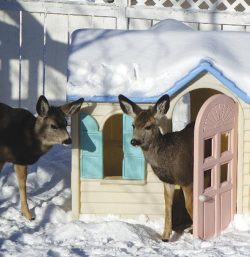 heyitspj:bunnybr0:hello deer i am homewow the new animal crossing looks great