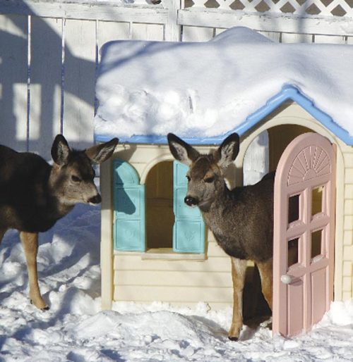 chenyanqing: &ldquo;Hello, I’m Deer, and this is my crib.&rdquo;