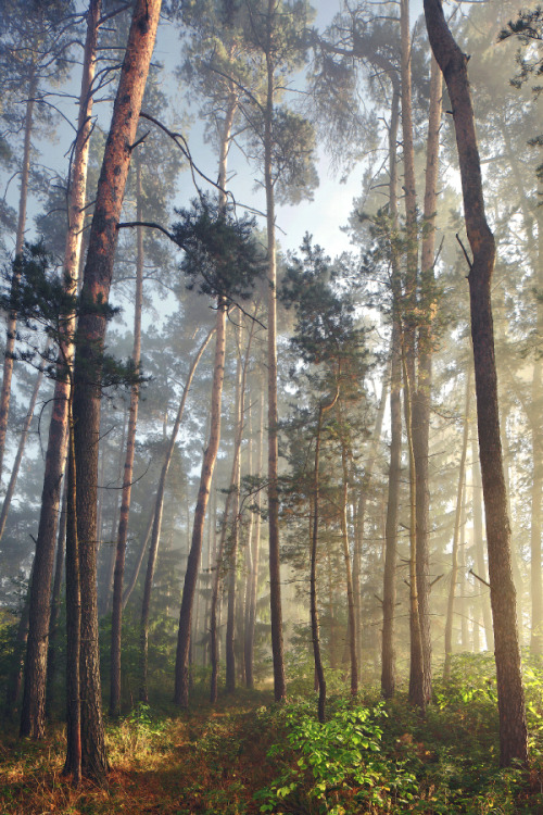 Magic Forest, Bavaria, Germany by Kilian Schönberger KilianSchoenberger.de facebook.com/KilianS