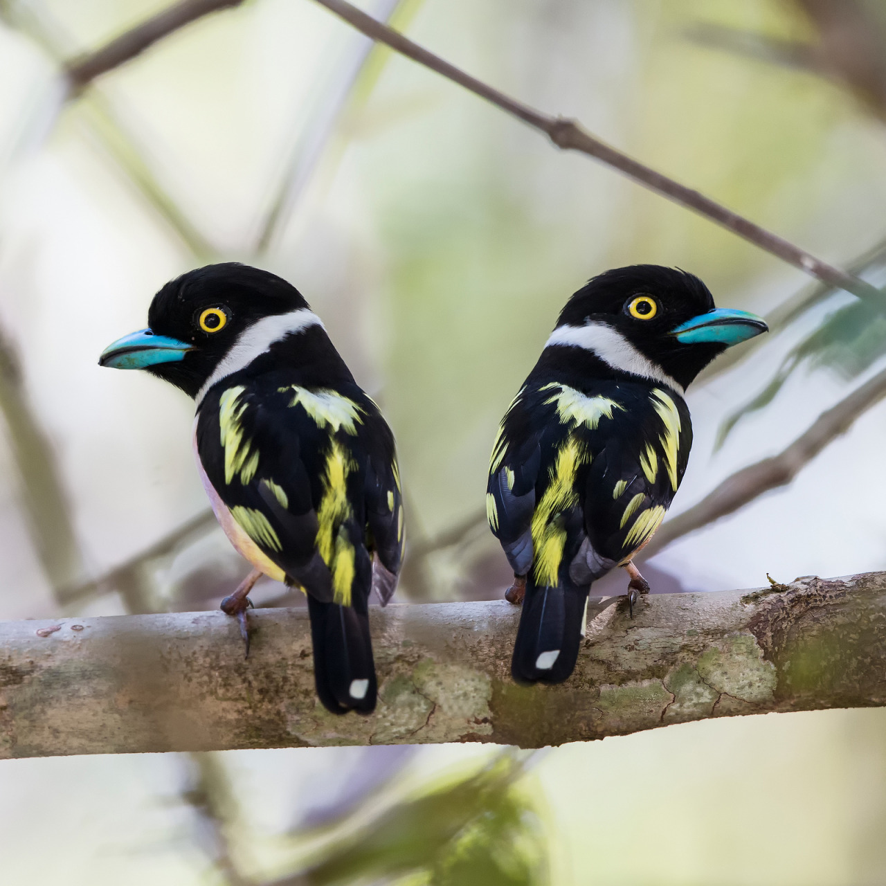 fairy-wren:  Black and Yellow Broadbill 