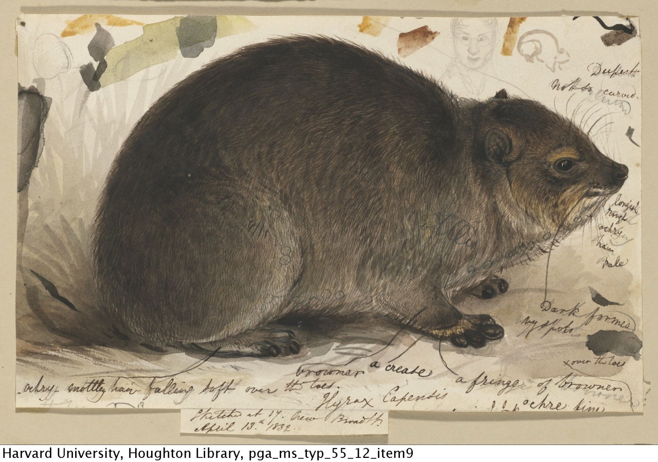 Lear, Edward, 1812-1888. Drawing of a Cape hyrax, 1830s.
MS Typ 55.12
Houghton Library, Harvard University