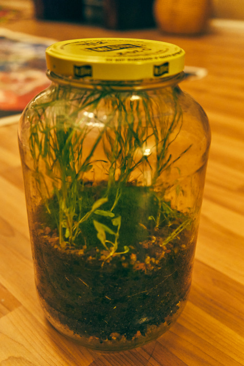 Update on the Storm Jar. Doing great, throwing out new little plants and of course, plenty of grass.