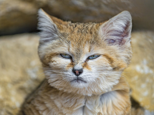 Portrait of a sand cat