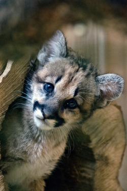 anythingfeline:  Puma concolor by S.Angerstein