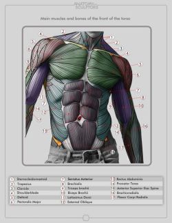 anatoref:  The Male TorsoTop ImageRow 2 -
