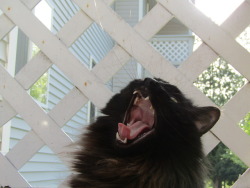 Cat Suggest