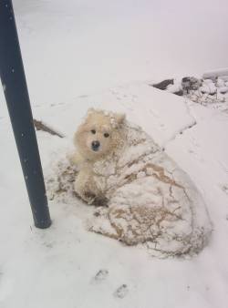 awwww-cute:  Sasha likes snow