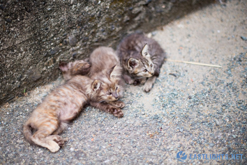 lastlightsnet: Back here in Ainoshima, a.k.a. Cat Heaven Island, a small fishing village island off 