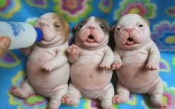 awwww-cute:  Look at their bellies!!! 