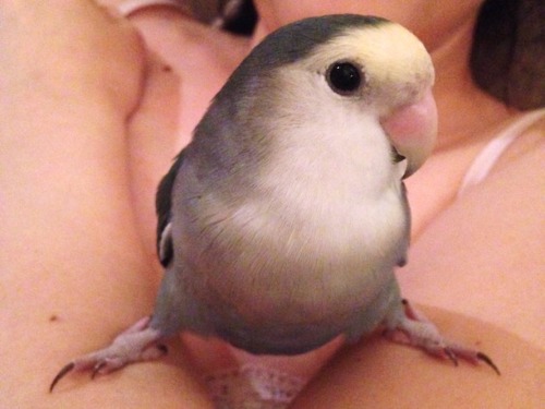 sweetiesugarbird:bird-bum:Why he do thisWIDE STANCE