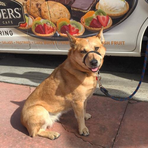 Dog sports his muzzle invention for new diet strategy #entrepreneur #selfcontrol #dog #lovedogs #hun