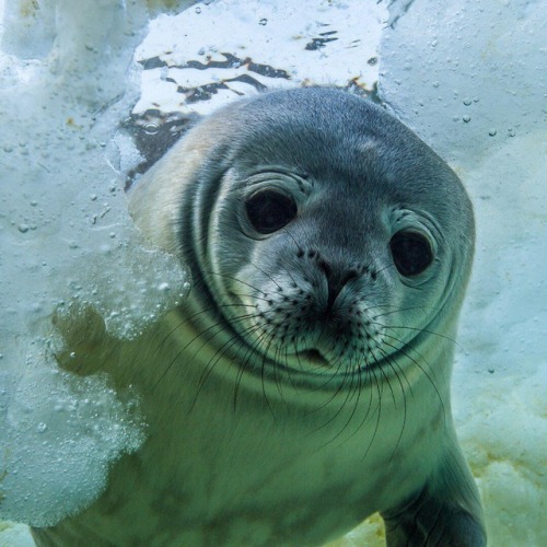 haeshungael:seal playing hide and seek