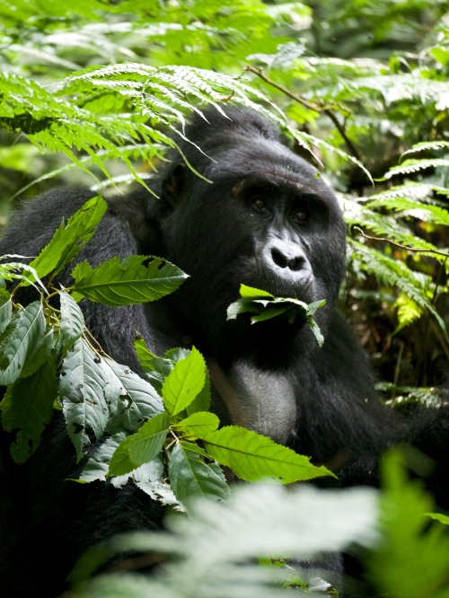 cornersoftheworld: The silverback, Kanyonyi, of the Mubare group, Bwindi Impenetrable Forest, Uganda