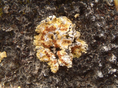 Gyalolechia subbracteataLooking for lichens is kinda like looking for Easter eggs. Since I am an adu