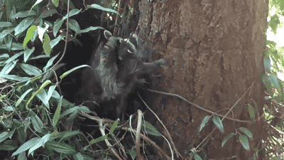 gifsboom:  Video: Mother Raccoon Teaches adult photos