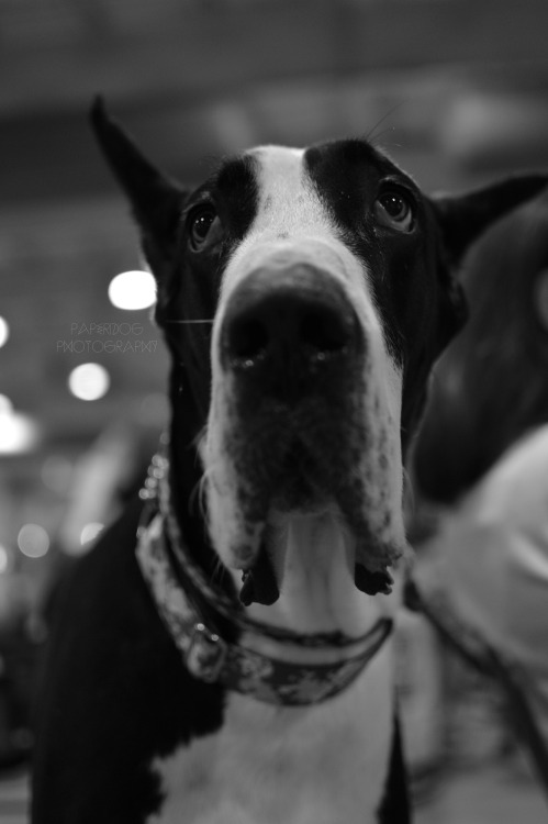 They were probably the tallest dog I have ever met.