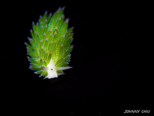 probablysearpgideas: end0skeletal: Sea slug commonly known as sea sheep or leaf sheep (Costasiella k