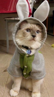 mostlycatsmostly:  (via - Cat Romeo Stitch