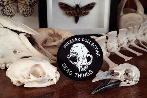 vectorthatfox: FOREVER COLLECTING DEAD THINGS 2. I’ve restocked my Etsy shop with a new a