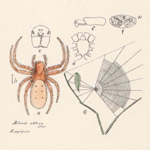 Milonia obtusa for #Arachtober! #SciArt from &ldquo;Malaysian spiders&rdquo; (1896-1900) by 