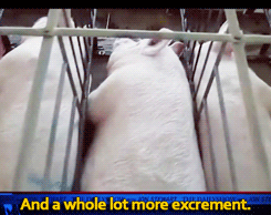 fuckyeah-nerdery:  jordanrock:  goatbagxvx:  He just. He went there.  BOOM  Bacon