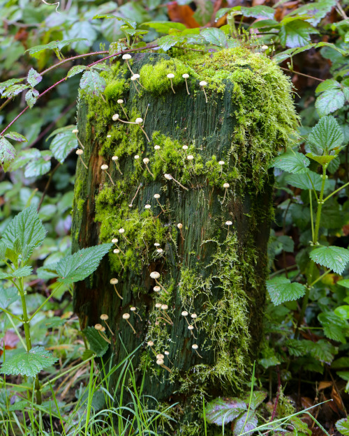 steepravine:Tiny Mushrooms On Mossy Fencepost(Mendocino, California - 2/2016)