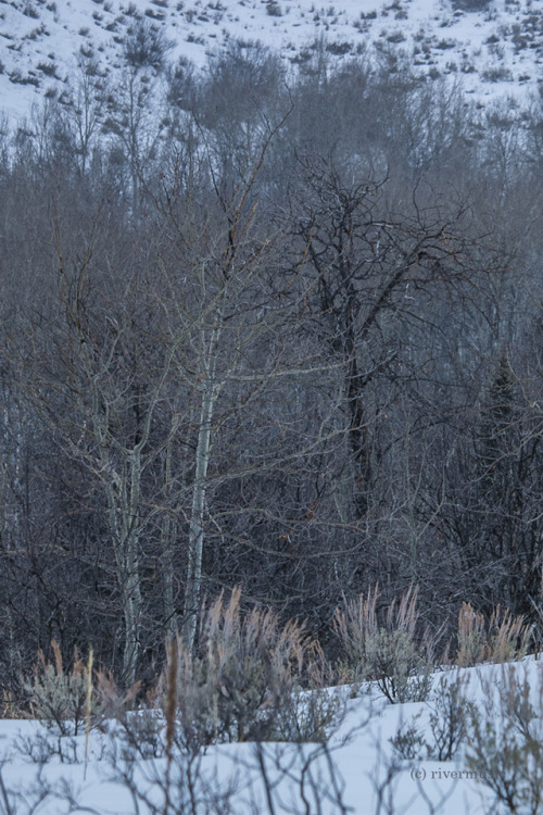 A Subtle Tangle of Branches: Targhee National Forest, Idahoriverwindphotography, February 2018
