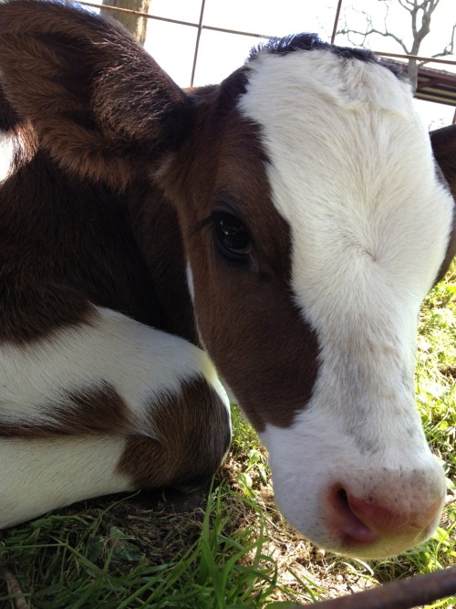 circlingindizziness: Pretty cow! ☾✯☮circlingindizziness☮✯☽