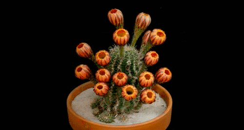 naturalpalettes:  Time lapse of a cactus in bloom, Source