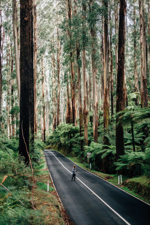 perfectlyscrumptious: tacosaysroar:   Alice: Where should I go? Cheshire Cat: That depends on where you want to end up   One of my most favourite places on earth, the fern and mountain ash forests of Victoria.   A place of magic. 