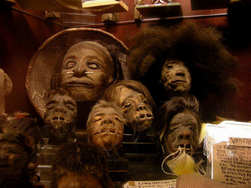 Shuar (a shrunken head) — is a human head that has been processed and prepared removing much flesh and all bone, shrinking it in the process, filled with sand, for ritual use or trade. A shrunken head is a severed and specially prepared human head