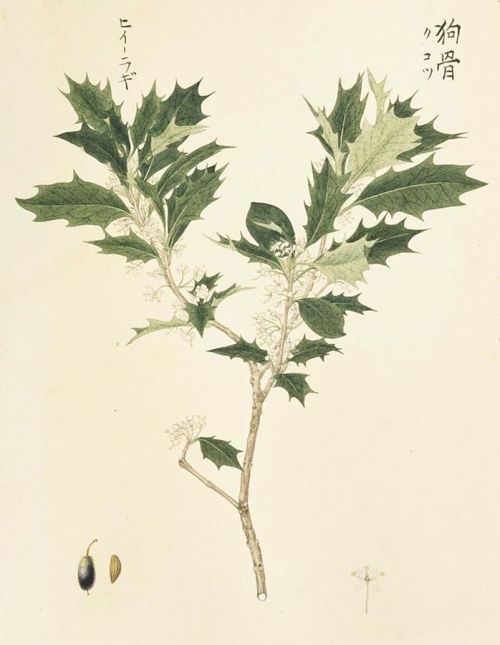 japanese-plants: Osmanthus heterophyllus by Kawahara Keiga  (1786–1862) 川原慶賀作「ヒイラギ 」