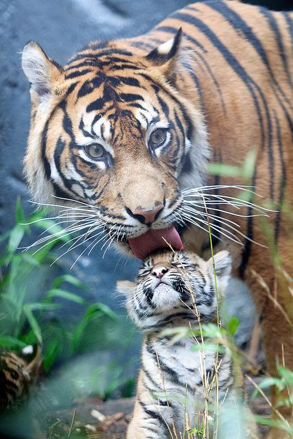 Wildlife Power