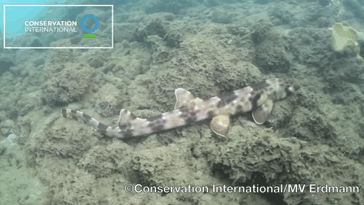 pukakke:  The epaulette shark (Hemiscyllium ocellatum) is a small species of longtailed