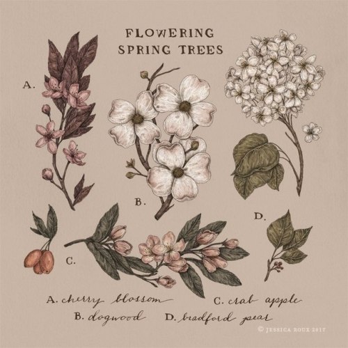 afaerytalelife:Field Guide: Flowering Spring Trees, by Jessica Roux.