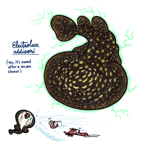 Raypril Day 3: The Ornate Sleeper Ray’s scientific name comes from its electrical abilities and the 