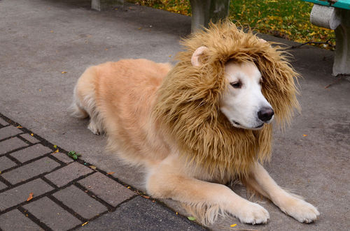 dutchster:  theirs: a zoo of dogs dressed up as other animals   