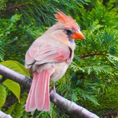 tonyumana:  “Redheaded Flirt” #tonyumanaphotography # #1️⃣ #bird #wildlife #outdoors #branch #daytim