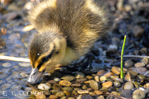 feministengineer:I have a thing for photographing little ducklings