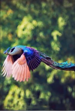 sixpenceee:  This is a peacock in flight. 