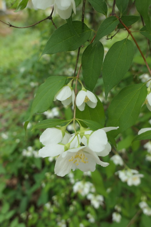 Philadelphus — mock-oranges