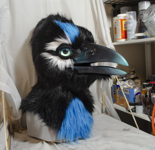 Wrapping up my last big project of 2020 - an artistic libery stellar’s jay for @magpiemunchie!