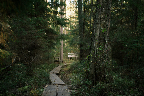 Pathway by Ville Koivisto